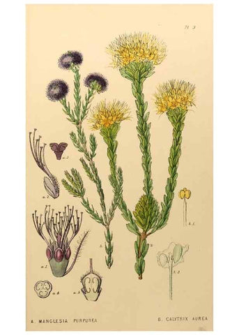 Reproducción/Reproduction 49233803457: Appendix to the first twenty-three volumes of Edwards's botanical register :. London :James Ridgway,1839.. 