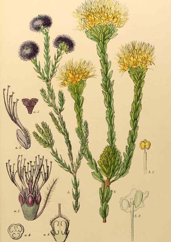 Reproducción/Reproduction 49233803457: Appendix to the first twenty-three volumes of Edwards's botanical register :. London :James Ridgway,1839.. 