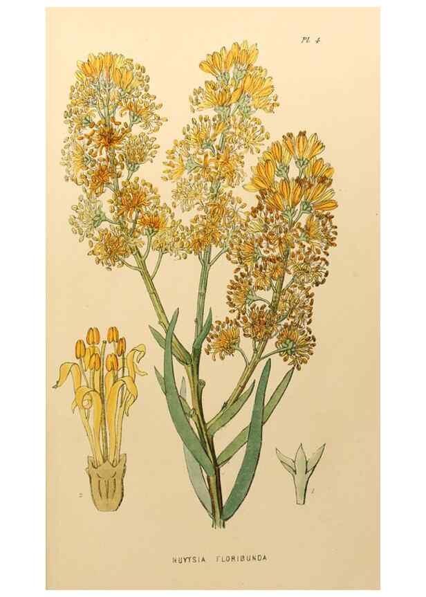 Reproducción/Reproduction 49233579816: Appendix to the first twenty-three volumes of Edwards's botanical register :. London :James Ridgway,1839.. 
