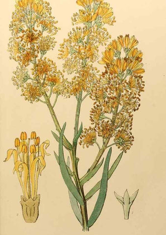 Reproducción/Reproduction 49233579816: Appendix to the first twenty-three volumes of Edwards's botanical register :. London :James Ridgway,1839.. 