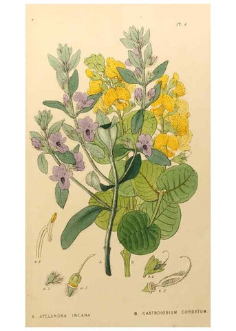 Reproducción/Reproduction 49233804717: Appendix to the first twenty-three volumes of Edwards's botanical register :. London :James Ridgway,1839.. 