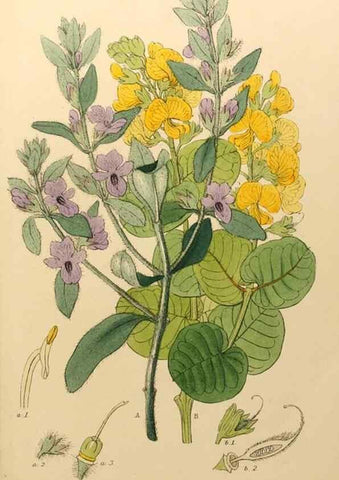 Reproducción/Reproduction 49233804717: Appendix to the first twenty-three volumes of Edwards's botanical register :. London :James Ridgway,1839.. 