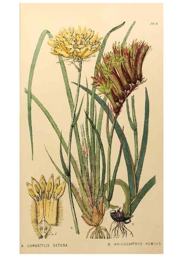 Reproducción/Reproduction 49233581456: Appendix to the first twenty-three volumes of Edwards's botanical register :. London :James Ridgway,1839.. 