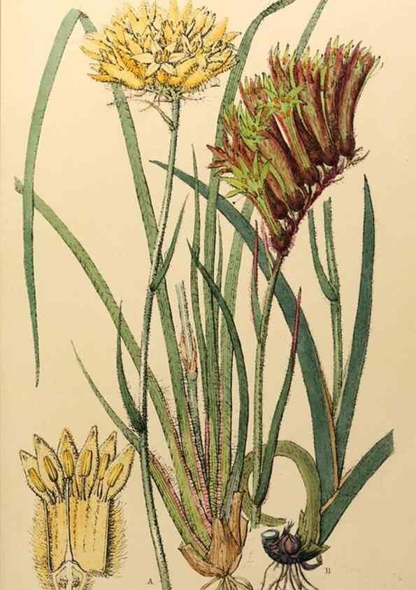 Reproducción/Reproduction 49233581456: Appendix to the first twenty-three volumes of Edwards's botanical register :. London :James Ridgway,1839.. 