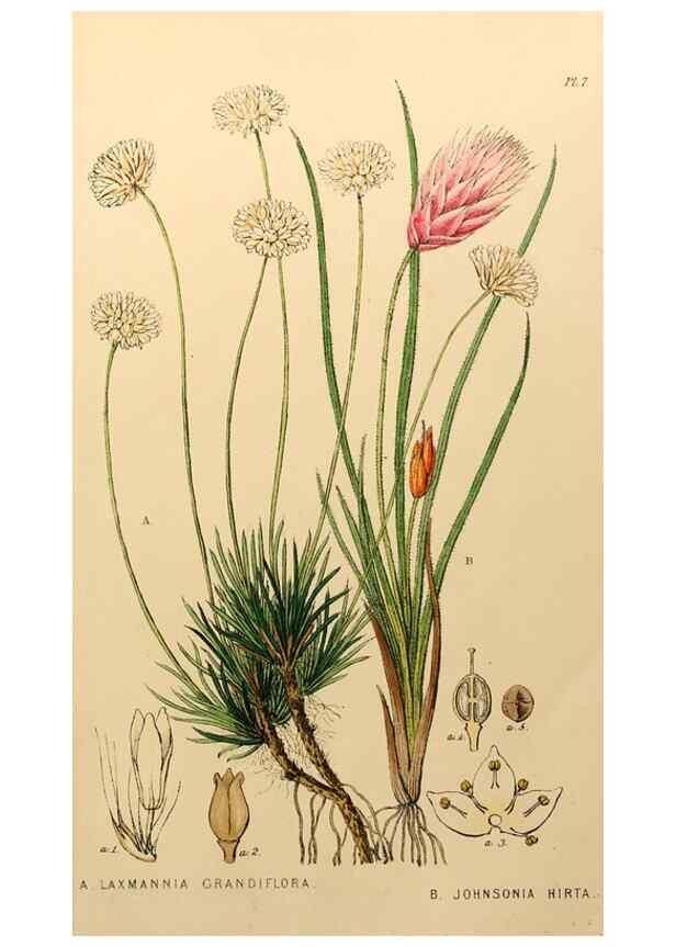 Reproducción/Reproduction 49233581976: Appendix to the first twenty-three volumes of Edwards's botanical register :. London :James Ridgway,1839.. 
