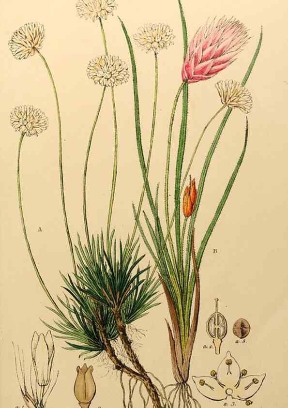 Reproducción/Reproduction 49233581976: Appendix to the first twenty-three volumes of Edwards's botanical register :. London :James Ridgway,1839.. 