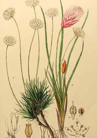 Reproducción/Reproduction 49233581976: Appendix to the first twenty-three volumes of Edwards's botanical register :. London :James Ridgway,1839.. 