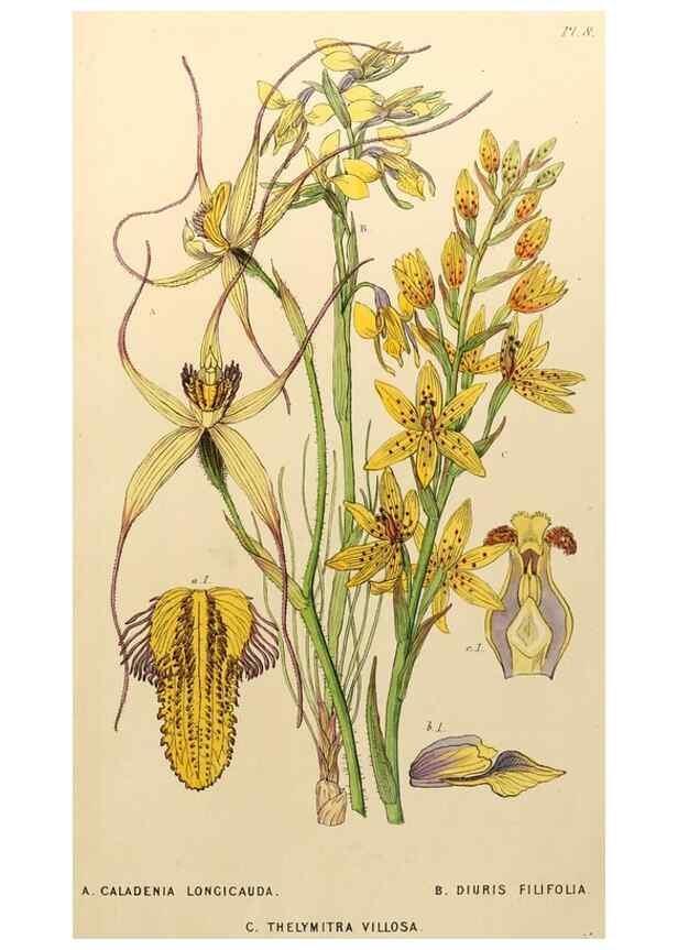 Reproducción/Reproduction 49233807107: Appendix to the first twenty-three volumes of Edwards's botanical register :. London :James Ridgway,1839.. 