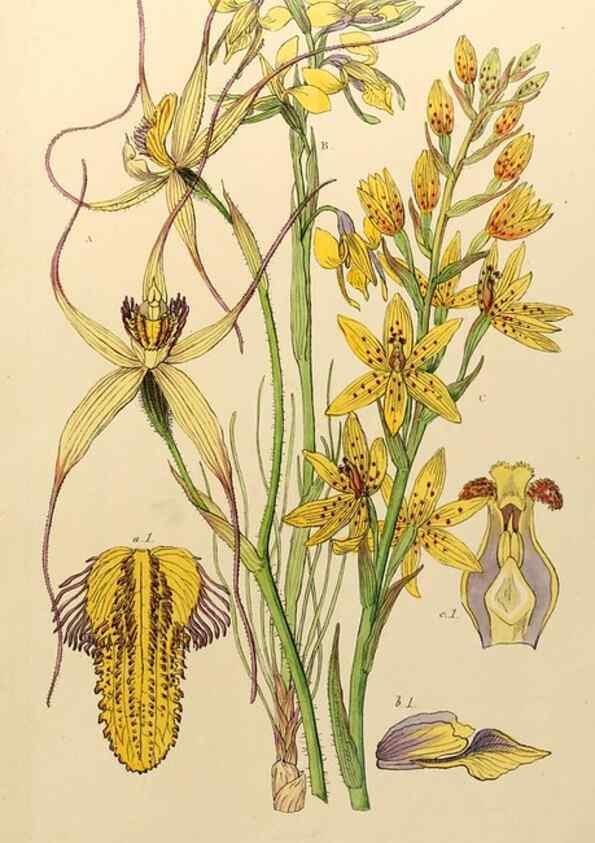 Reproducción/Reproduction 49233807107: Appendix to the first twenty-three volumes of Edwards's botanical register :. London :James Ridgway,1839.. 