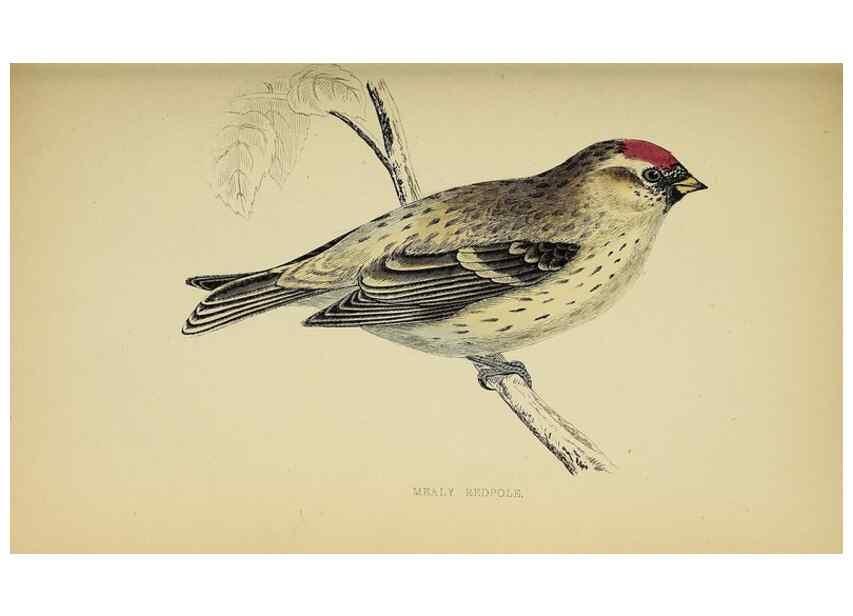 Reproducción/Reproduction 49243969243: A history of British birds.. London,Groombridge and Sons,[1862?-1867?]. 