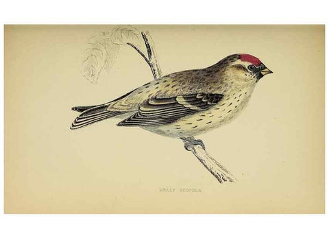 Reproducción/Reproduction 49243969243: A history of British birds.. London,Groombridge and Sons,[1862?-1867?]. 