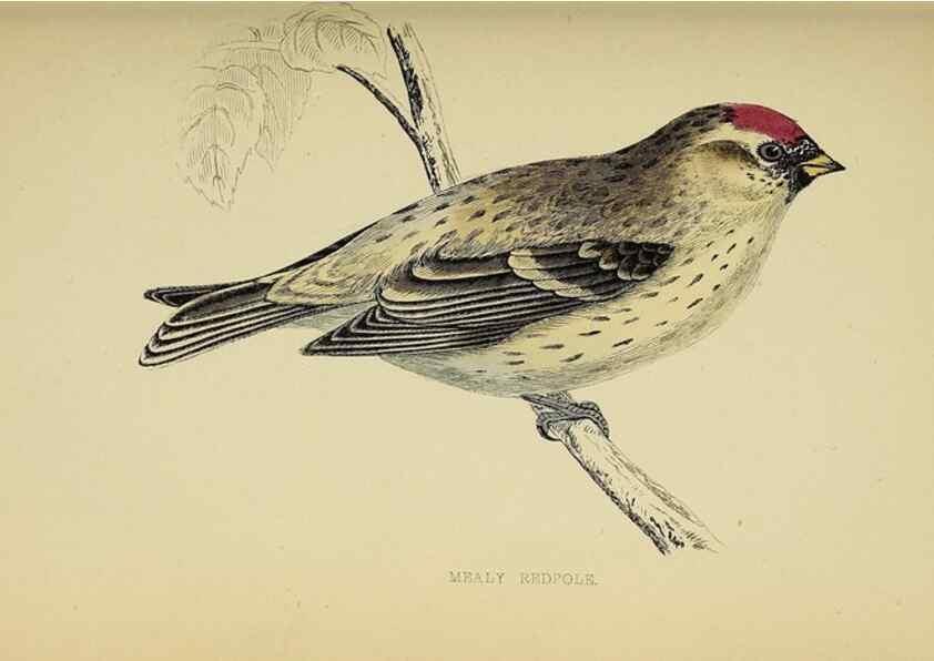 Reproducción/Reproduction 49243969243: A history of British birds.. London,Groombridge and Sons,[1862?-1867?]. 