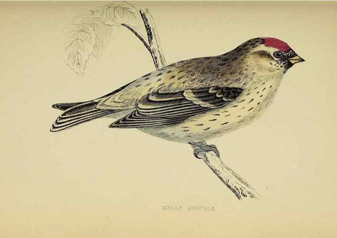 Reproducción/Reproduction 49243969243: A history of British birds.. London,Groombridge and Sons,[1862?-1867?]. 