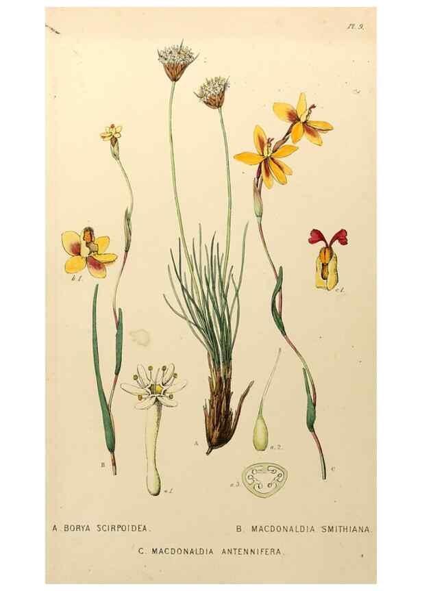Reproducción/Reproduction 49233118773: Appendix to the first twenty-three volumes of Edwards's botanical register :. London :James Ridgway,1839.. 