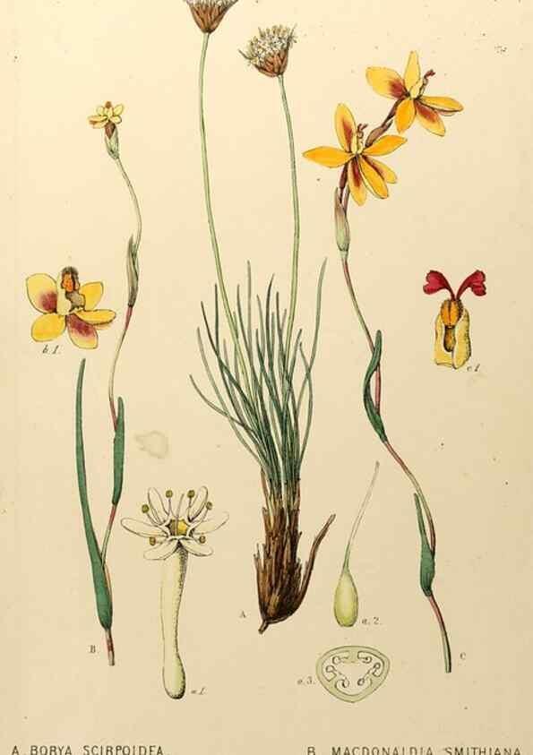Reproducción/Reproduction 49233118773: Appendix to the first twenty-three volumes of Edwards's botanical register :. London :James Ridgway,1839.. 