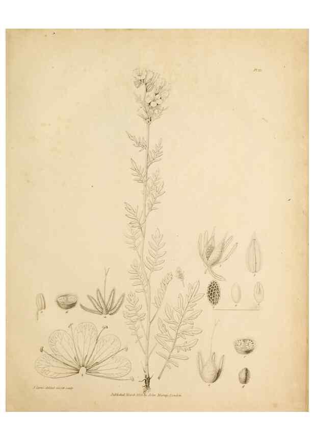 Reproducción/Reproduction 49233850071: Botanical appendix /. London :s.n.,1823?. 