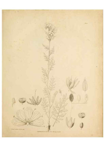 Reproducción/Reproduction 49233850071: Botanical appendix /. London :s.n.,1823?. 