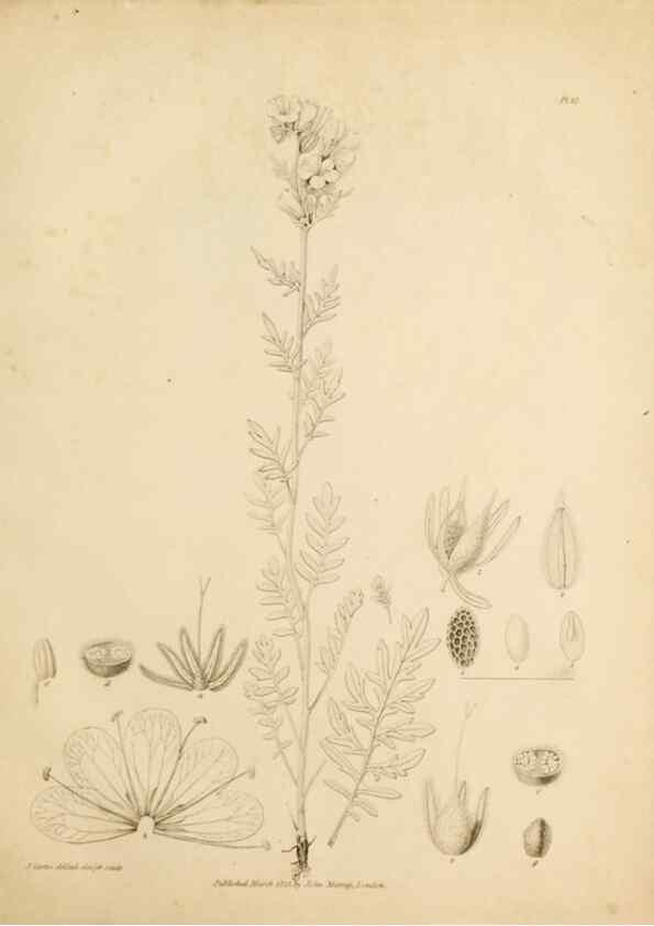 Reproducción/Reproduction 49233850071: Botanical appendix /. London :s.n.,1823?. 