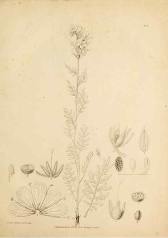 Reproducción/Reproduction 49233850071: Botanical appendix /. London :s.n.,1823?. 