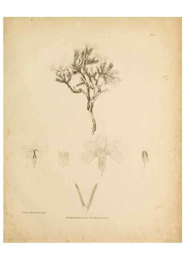 Reproducción/Reproduction 49233387968: Botanical appendix /. London :s.n.,1823?. 