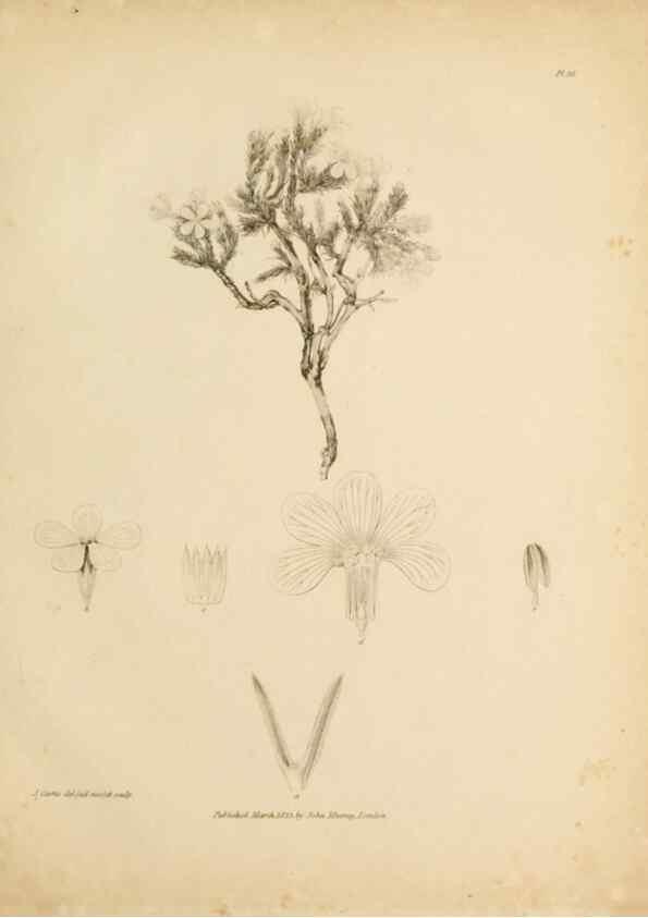 Reproducción/Reproduction 49233387968: Botanical appendix /. London :s.n.,1823?. 