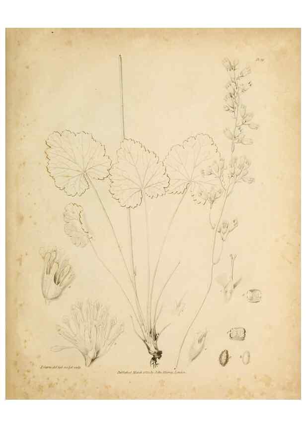 Reproducción/Reproduction 49234077392: Botanical appendix /. London :s.n.,1823?. 