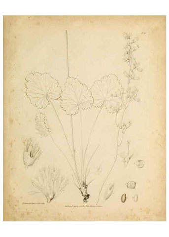 Reproducción/Reproduction 49234077392: Botanical appendix /. London :s.n.,1823?. 