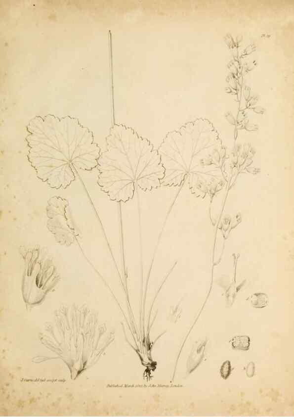 Reproducción/Reproduction 49234077392: Botanical appendix /. London :s.n.,1823?. 