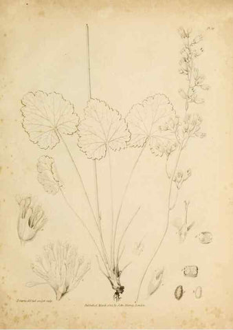 Reproducción/Reproduction 49234077392: Botanical appendix /. London :s.n.,1823?. 