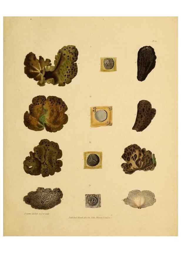 Reproducción/Reproduction 49234077682: Botanical appendix /. London :s.n.,1823?. 