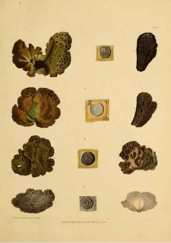 Reproducción/Reproduction 49234077682: Botanical appendix /. London :s.n.,1823?. 