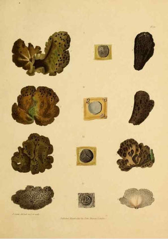 Reproducción/Reproduction 49234077682: Botanical appendix /. London :s.n.,1823?. 