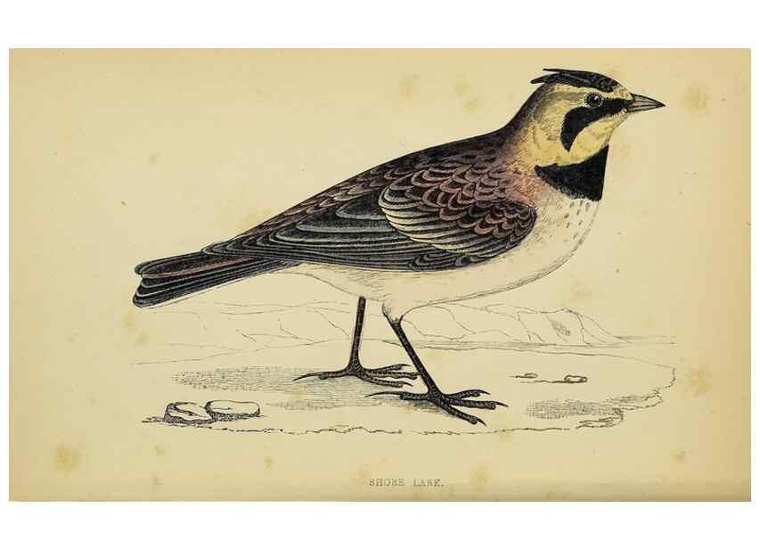 Reproducción/Reproduction 49244430966: A history of British birds.. London,Groombridge and Sons,[1862?-1867?]. 