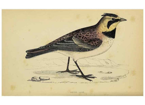 Reproducción/Reproduction 49244430966: A history of British birds.. London,Groombridge and Sons,[1862?-1867?]. 