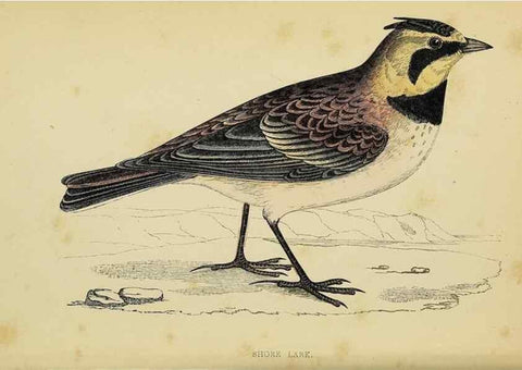 Reproducción/Reproduction 49244430966: A history of British birds.. London,Groombridge and Sons,[1862?-1867?]. 