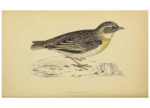 Reproducción/Reproduction 49244431391: A history of British birds.. London,Groombridge and Sons,[1862?-1867?]. 