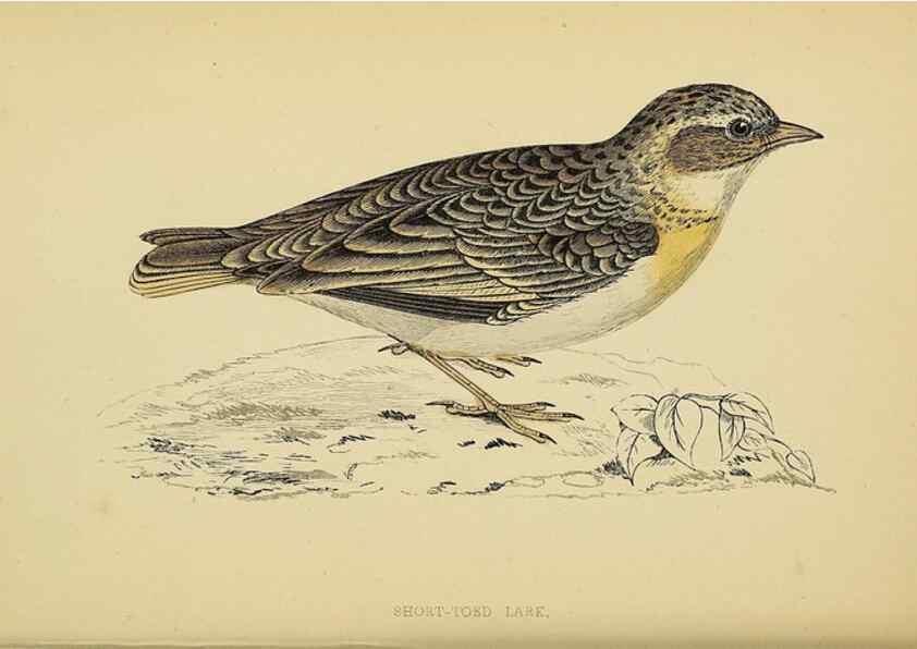 Reproducción/Reproduction 49244431391: A history of British birds.. London,Groombridge and Sons,[1862?-1867?]. 