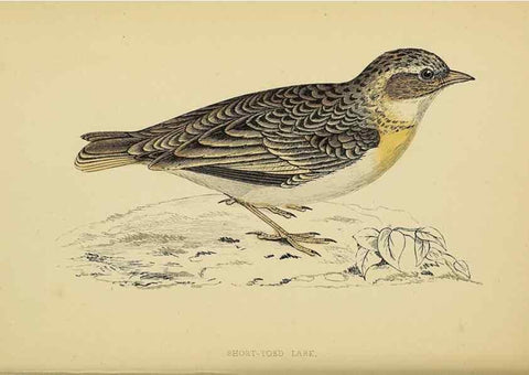 Reproducción/Reproduction 49244431391: A history of British birds.. London,Groombridge and Sons,[1862?-1867?]. 