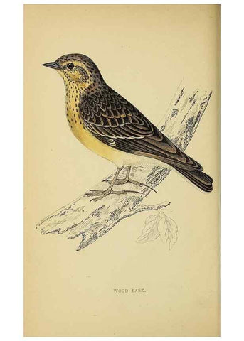 Reproducción/Reproduction 49244431696: A history of British birds.. London,Groombridge and Sons,[1862?-1867?]. 