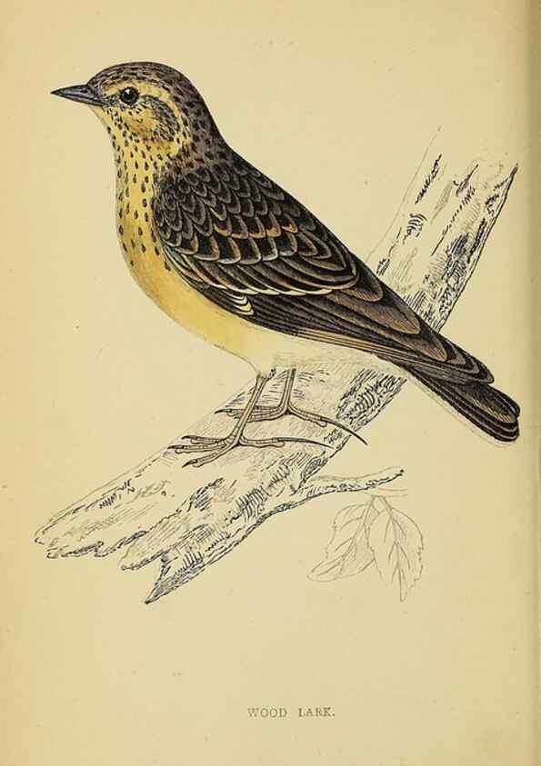 Reproducción/Reproduction 49244431696: A history of British birds.. London,Groombridge and Sons,[1862?-1867?]. 