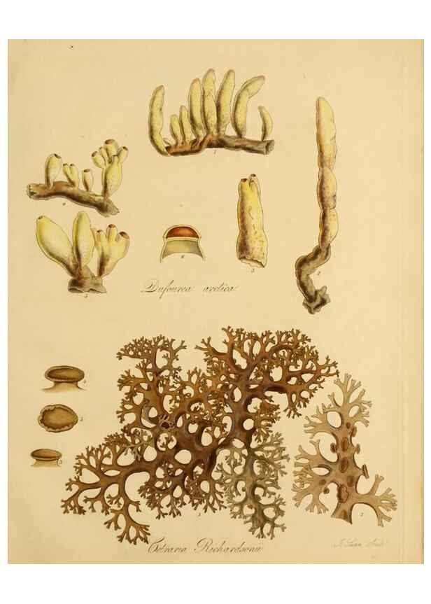 Reproducción/Reproduction 49233386913: Botanical appendix /. London :s.n.,1823?. 
