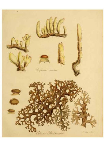 Reproducción/Reproduction 49233386913: Botanical appendix /. London :s.n.,1823?. 