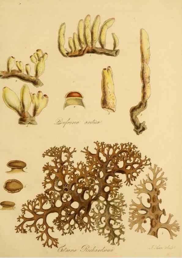 Reproducción/Reproduction 49233386913: Botanical appendix /. London :s.n.,1823?. 