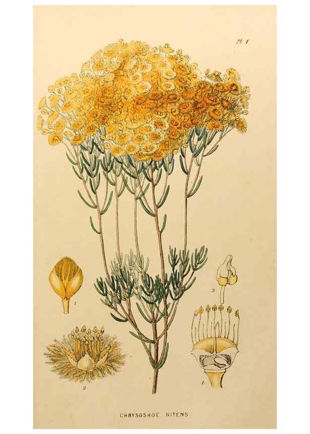 Reproducción/Reproduction 49233802442: Appendix to the first twenty-three volumes of Edwards's botanical register :. London :James Ridgway,1839.. 
