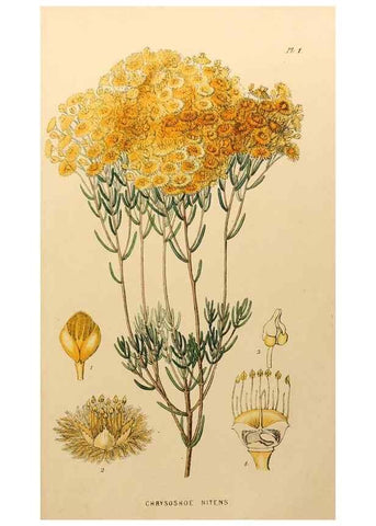 Reproducción/Reproduction 49233802442: Appendix to the first twenty-three volumes of Edwards's botanical register :. London :James Ridgway,1839.. 