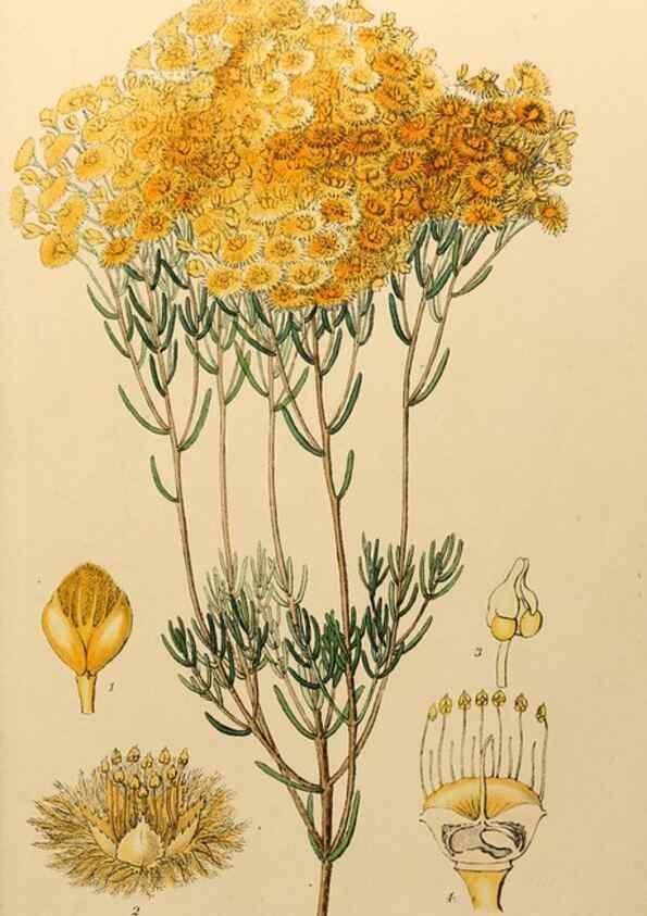 Reproducción/Reproduction 49233802442: Appendix to the first twenty-three volumes of Edwards's botanical register :. London :James Ridgway,1839.. 