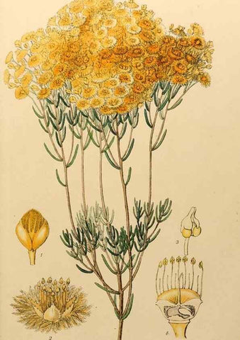 Reproducción/Reproduction 49233802442: Appendix to the first twenty-three volumes of Edwards's botanical register :. London :James Ridgway,1839.. 