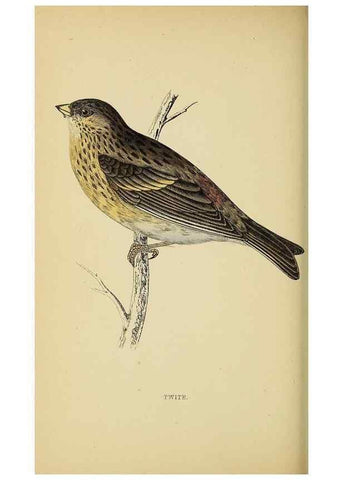 Reproducción/Reproduction 49243969463: A history of British birds.. London,Groombridge and Sons,[1862?-1867?]. 