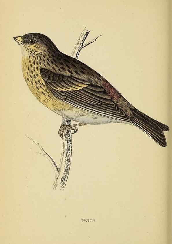 Reproducción/Reproduction 49243969463: A history of British birds.. London,Groombridge and Sons,[1862?-1867?]. 