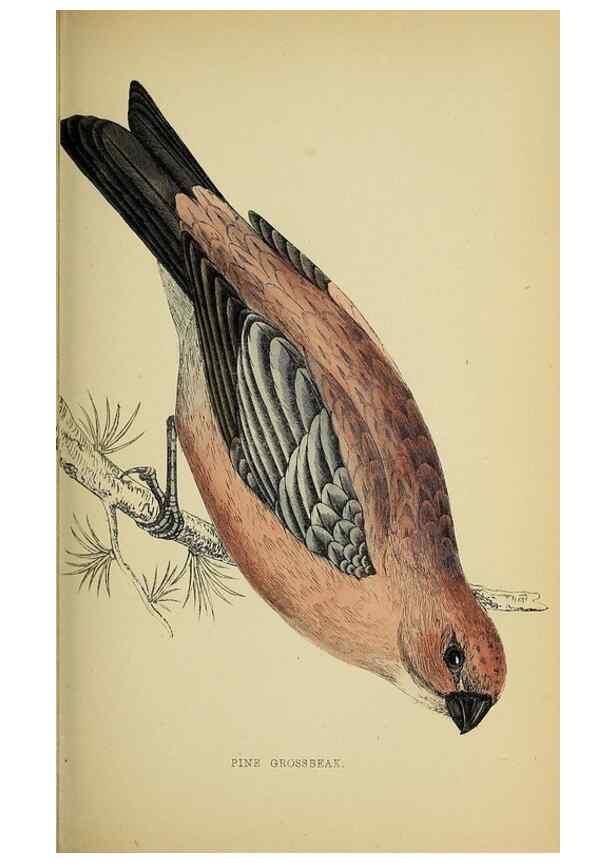 Reproducción/Reproduction 49244655442: A history of British birds.. London,Groombridge and Sons,[1862?-1867?]. 
